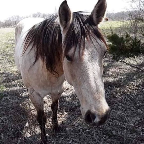 Meet your Posher, Jared - Picture 1 of 1